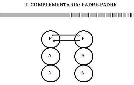 Valbuena / Eric Berne: transacción complementaria, padre padre