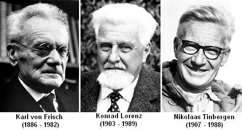 Karl von Frisch (1886-1982), Konrad Lorenz (1903-1989) y Nikolaas Tinbergen (1907-1988), Premios Nobel en Fisiología o Medicina 1973