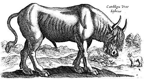 Catoblepas según Jan Jonston 1647