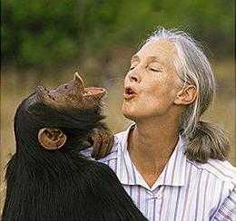 Un chimpacé se altera mucho ante las monadas que le hace Jane Goodall