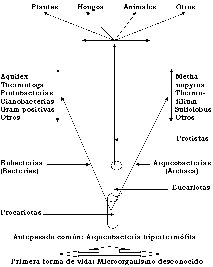 Este dendrograma es una s&iacute;ntesis de las teor&iacute;as de Woese, Mayr, Margulis, Cavalier-Smith, Tudge y el autor de este trabajo