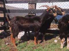 Ejemplar de la raza caprina vasca Azpi Gorri