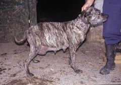 Ejemplar de la raza canina vasca Villano de las Encartaciones