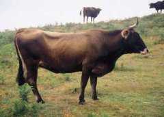 Ejemplar de la raza bovina vasca Terre&ntilde;a