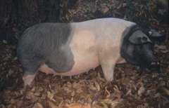 Ejemplar de la raza porcina vasca Euskal Txerria