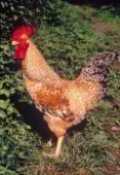 Gallina de la raza vasca Euskal Oiloa, variedad Marraduna