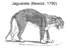 Jaguarete