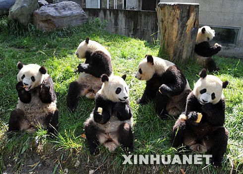 Urge alimento para osos panda tras el terremoto de China
