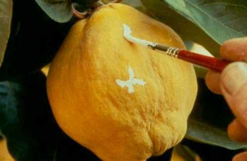 El sol del membrillo 1991 Víctor Erice El sol del membrillo 1991 Víctor Erice