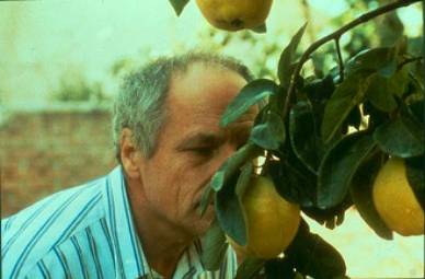 Antonio López olfatea membrillos Antonio López olfatea membrillos