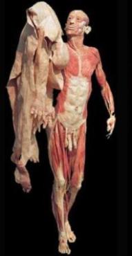 Plastinado por Gunter von Hagens Plastinado por Gunter von Hagens