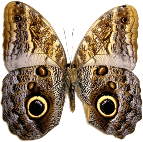 ejemplar de Caligo memnon crucificado por un cruel entom&oacute;logo en su mariposario: el insecto sobreviv&iacute;a camuflado de b&uacute;ho, pero no se convert&iacute;a por ello en lechuza