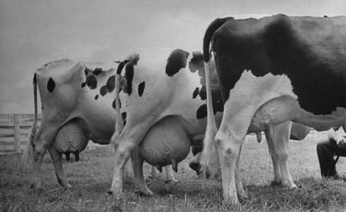 Vacas lecheras, en 1942, por J. R. Eyerman