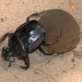 Scarabaeus sacer Scarabaeus sacer