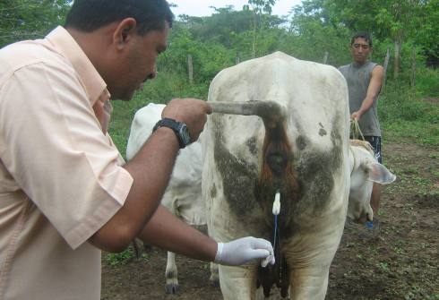Inseminación de género sobre una vaca Inseminación de género sobre una vaca