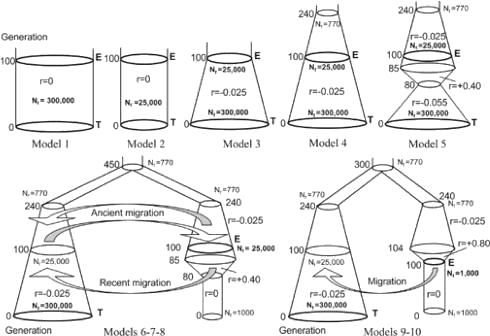 Modelos evolutivos vinculando a los etruscos (E) con los toscanos (T)