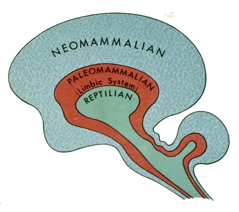 mybrainnotes.com/triune-brain-theory
